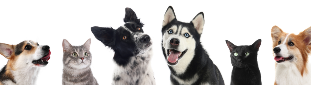 Pet friends